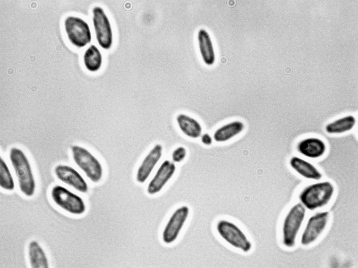Kluyveromyces marxianus