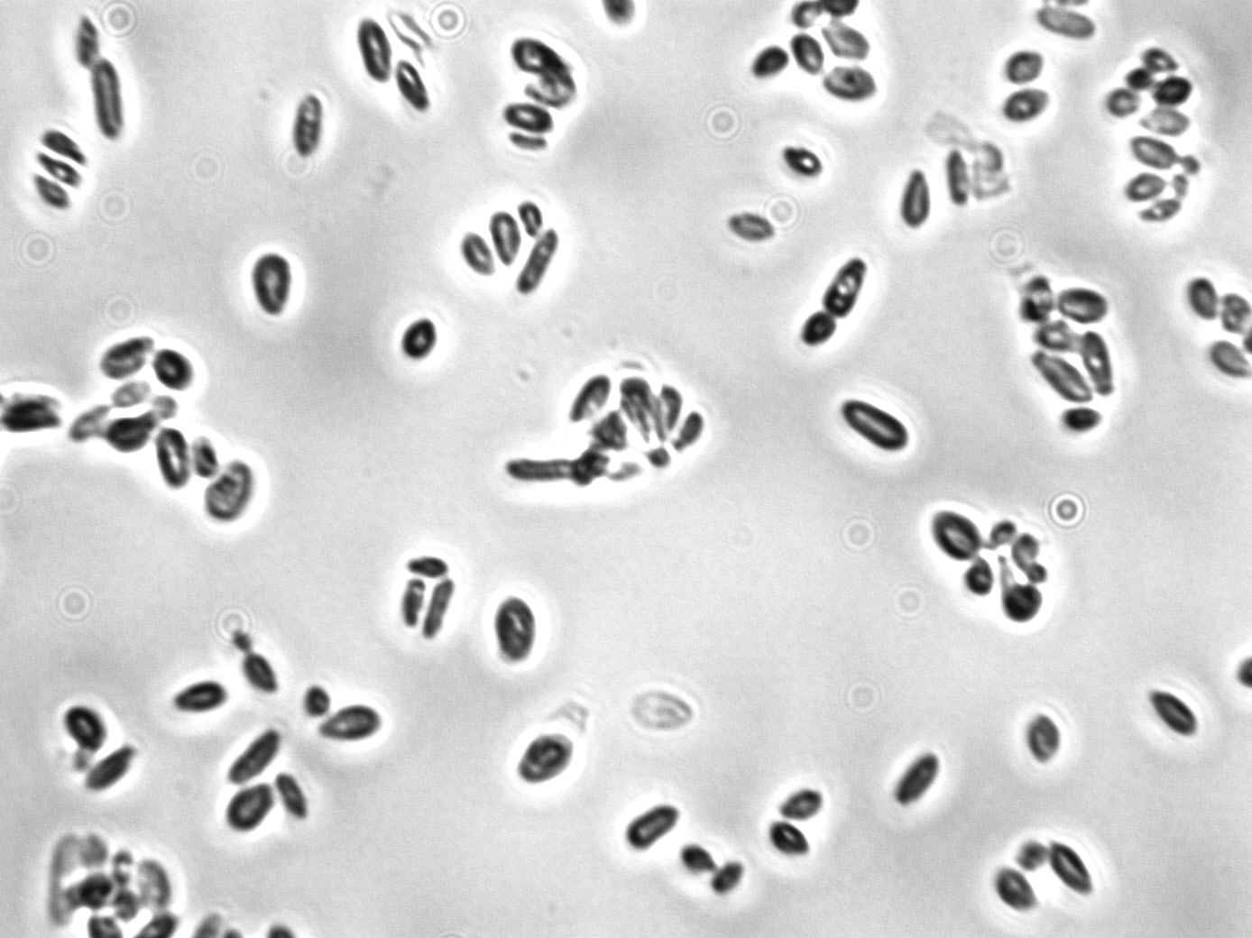 Kluyveromyces marxianus