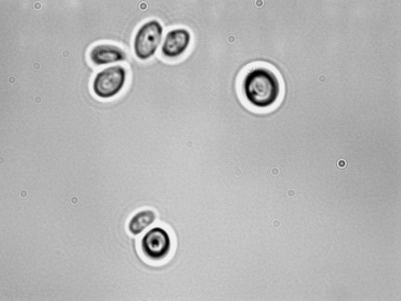 Metschnikowia pulcherrima