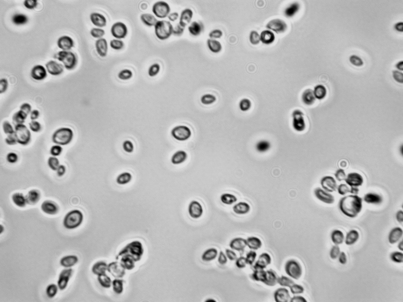 Metschnikowia pulcherrima