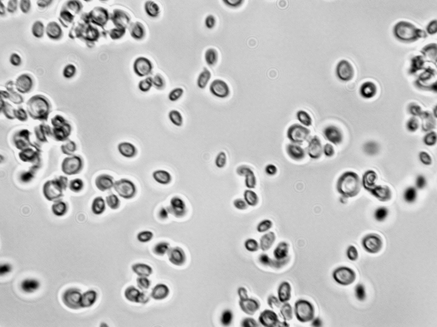 Metschnikowia pulcherrima
