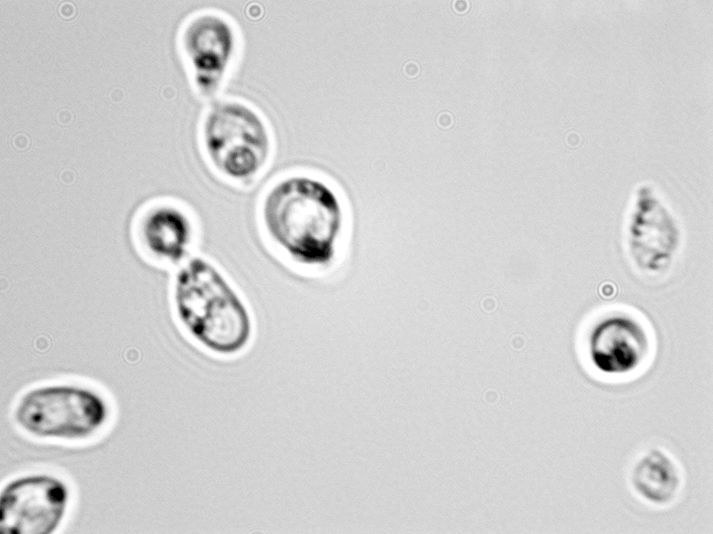 Cryptococcus laurentii