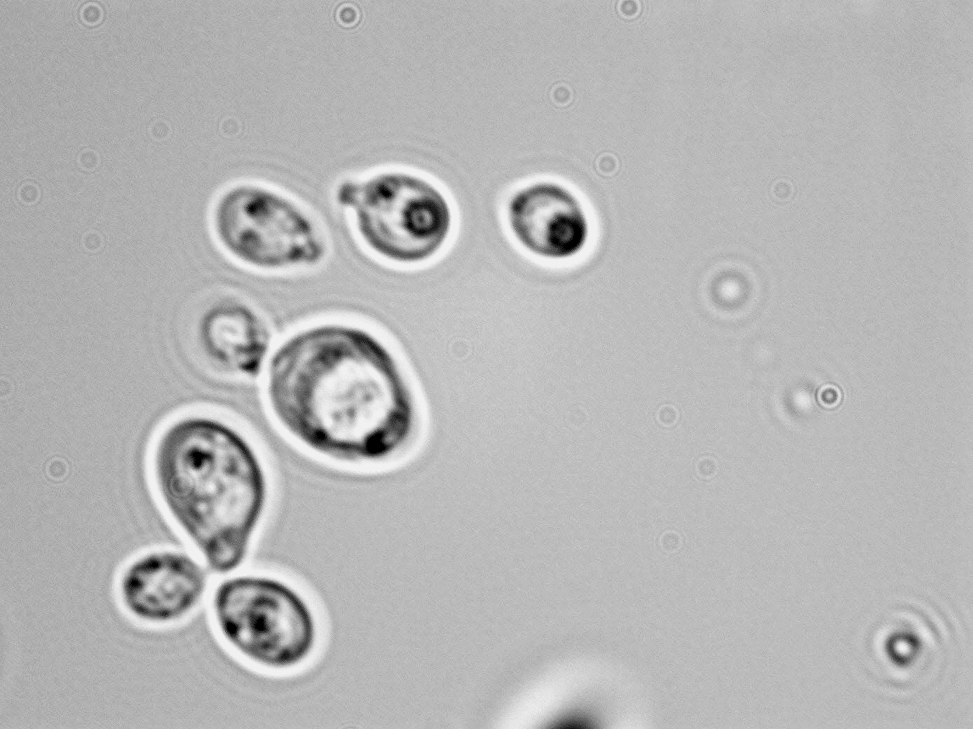 Cryptococcus laurentii