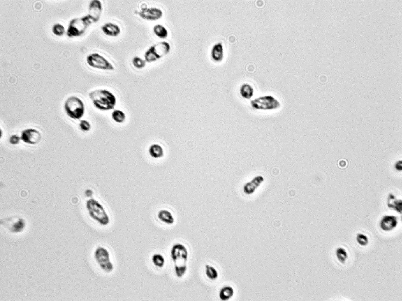 Cryptococcus laurentii