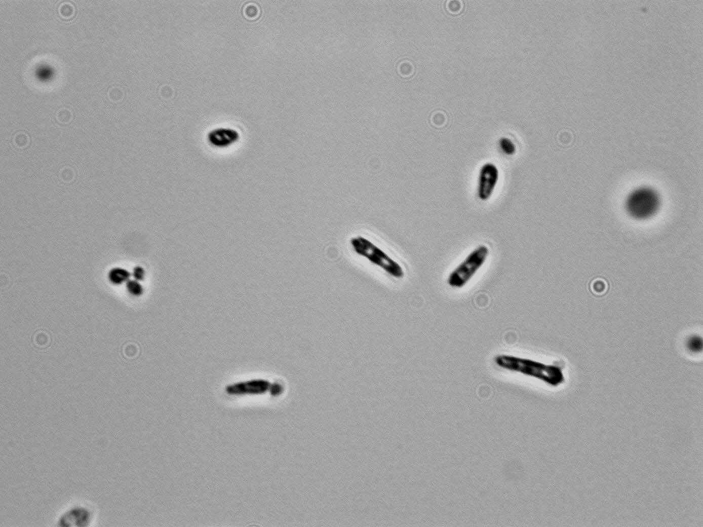 Pichia guilliermondii