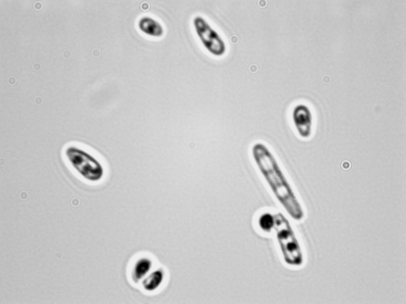 Pichia guilliermondii