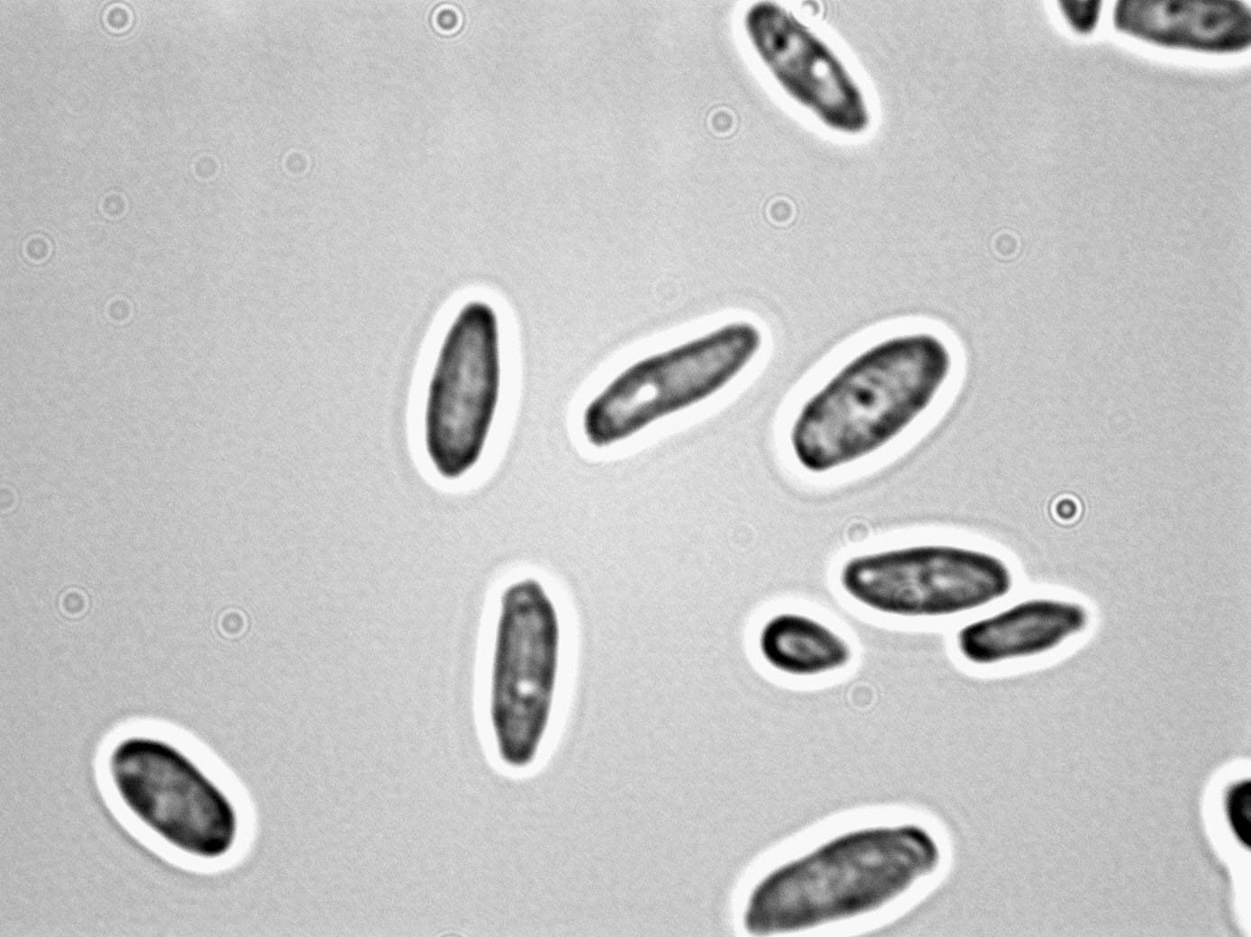 Issatchenkia orientalis