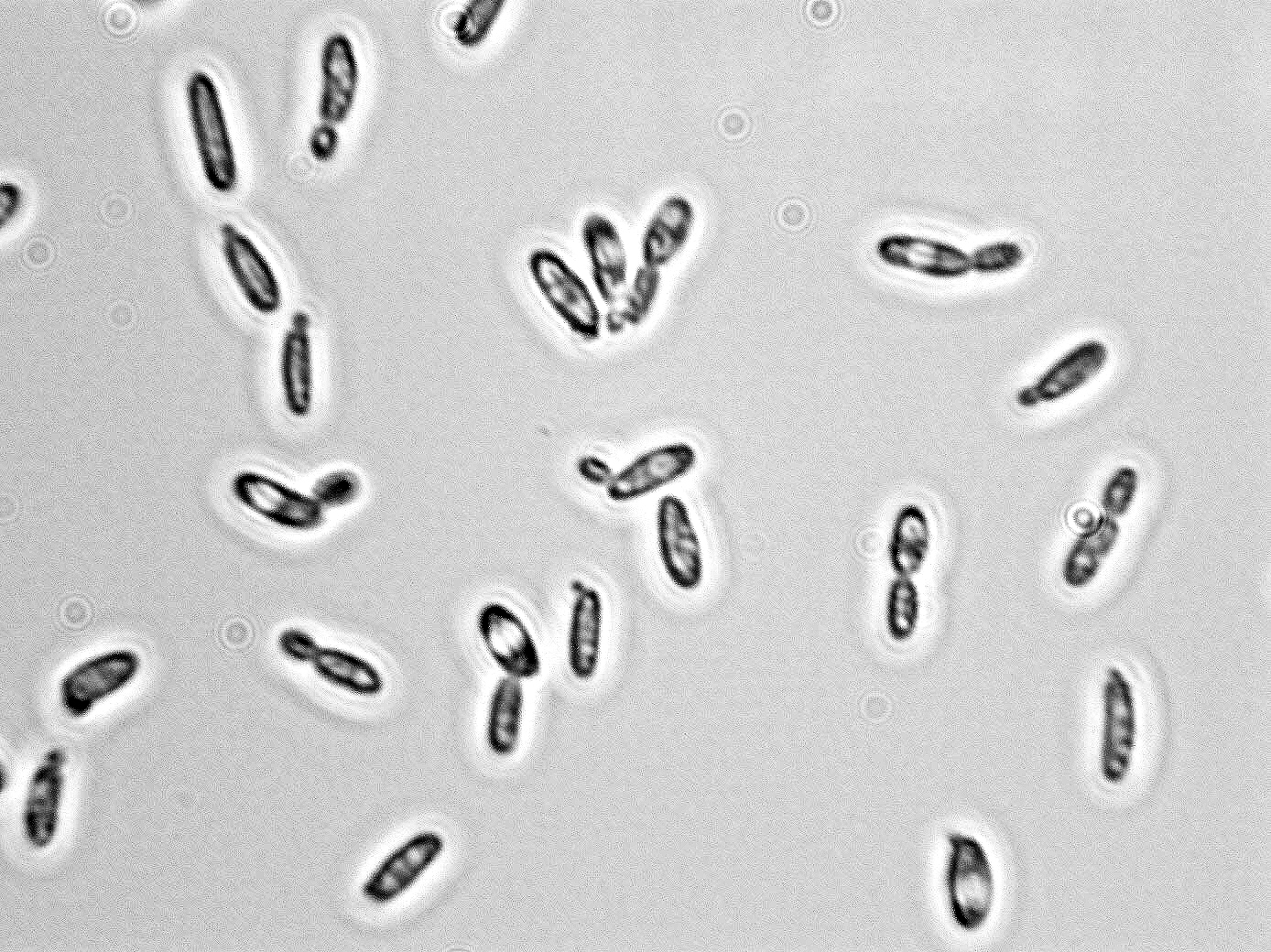 Issatchenkia orientalis