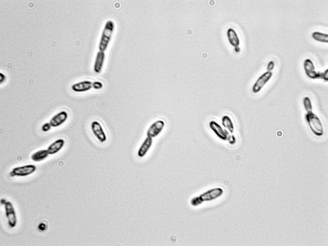 Issatchenkia orientalis