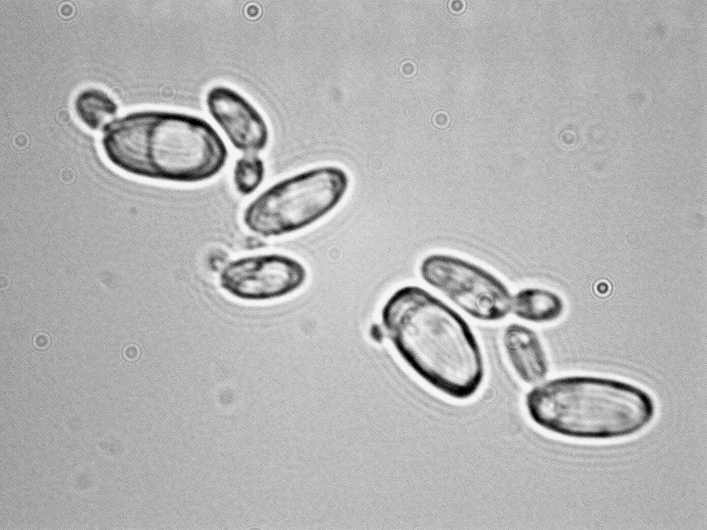 Issatchenkia terricola