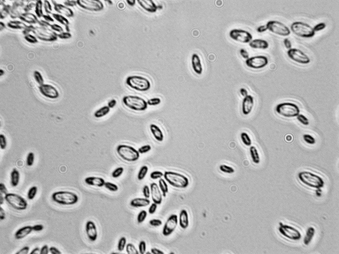 Issatchenkia terricola