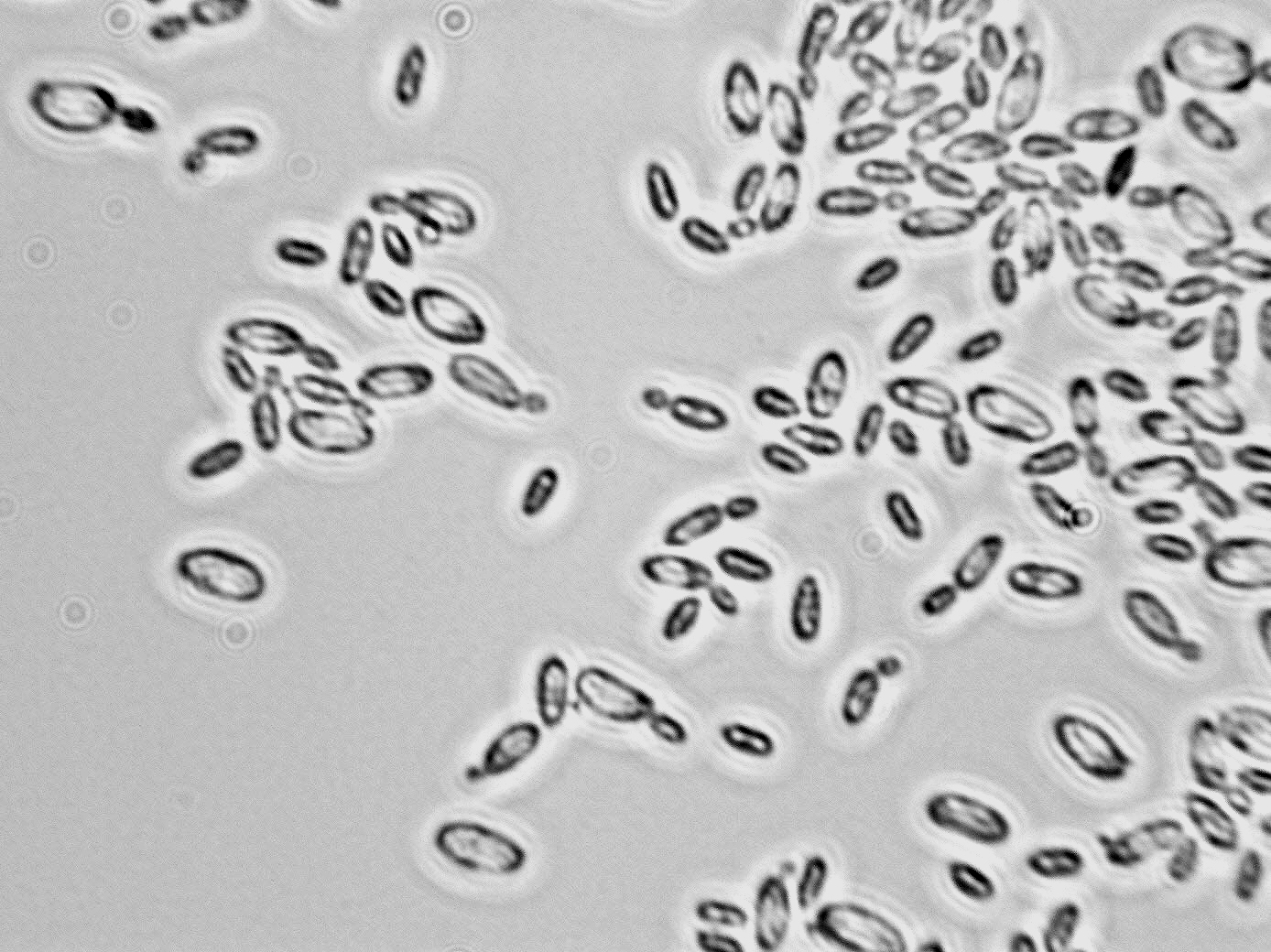Issatchenkia terricola