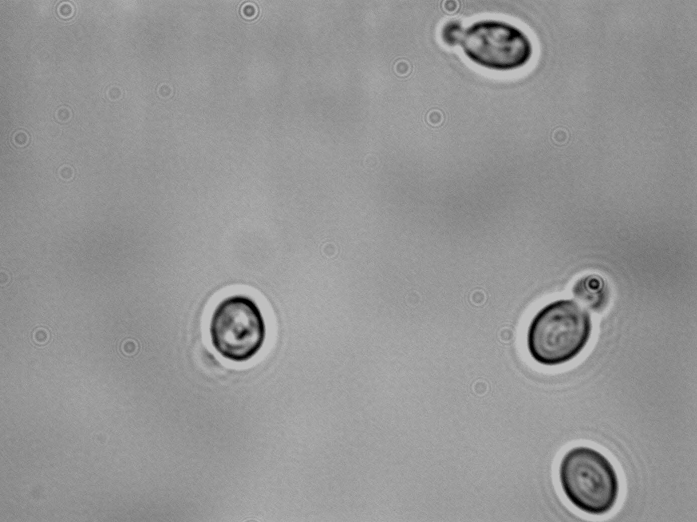Candida stellata