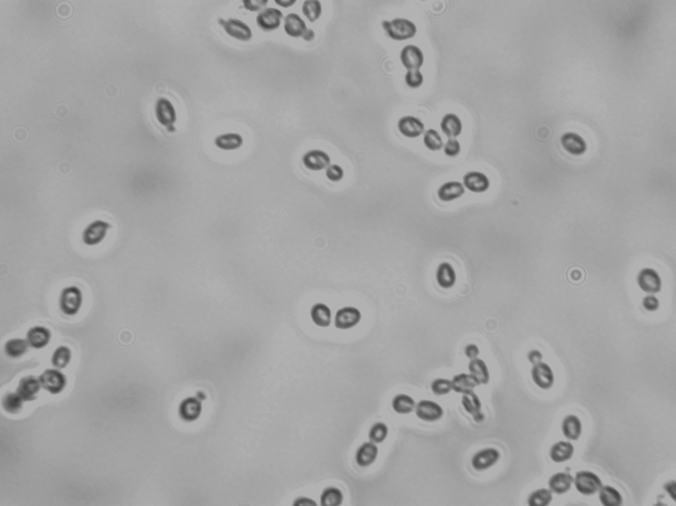 Candida stellata