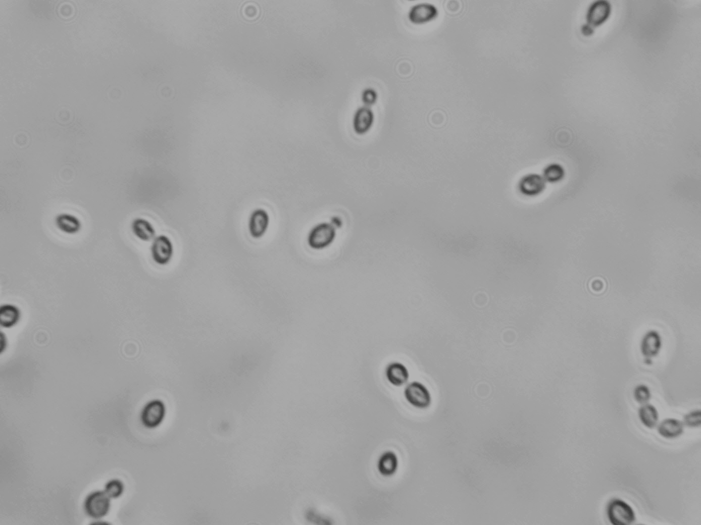 Candida stellata