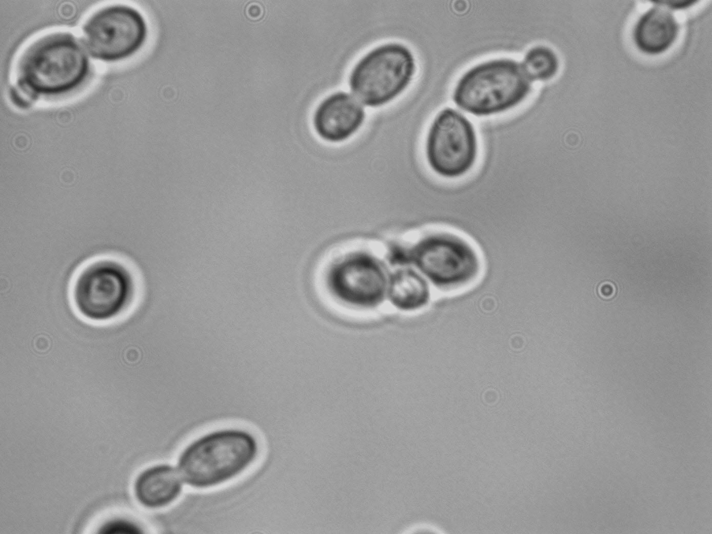 Candida stellata