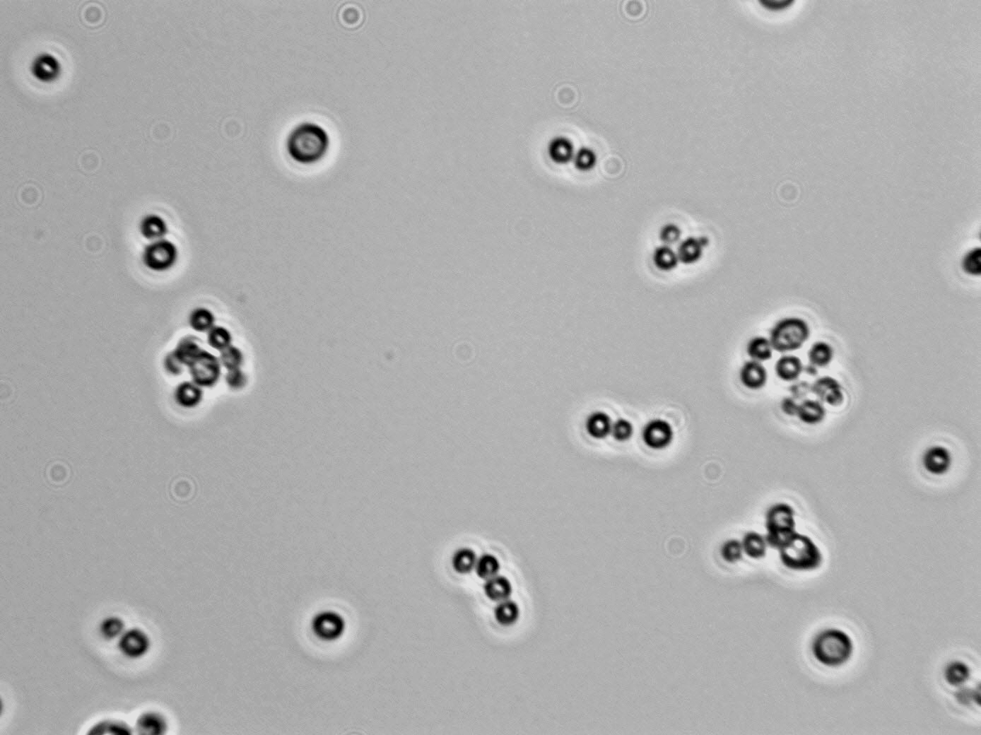 Debaromyces hansenii