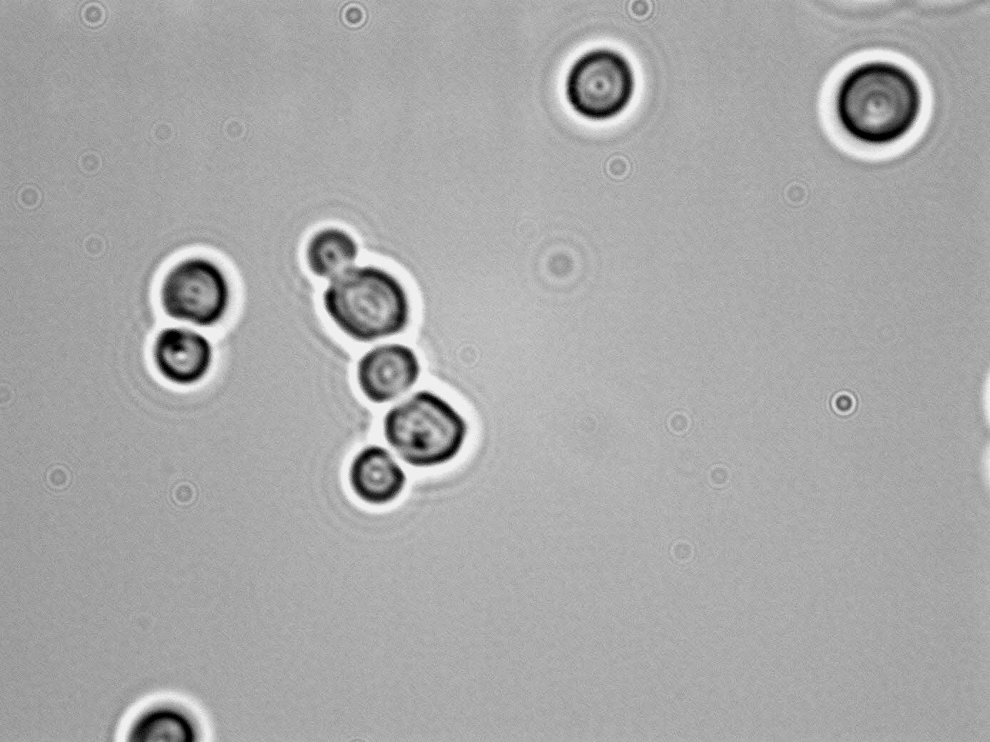Debaromyces hansenii