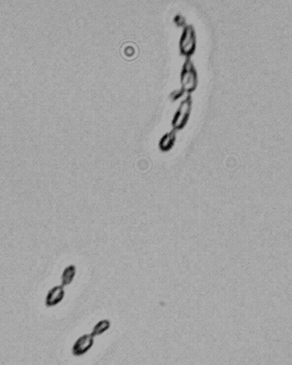 Cell