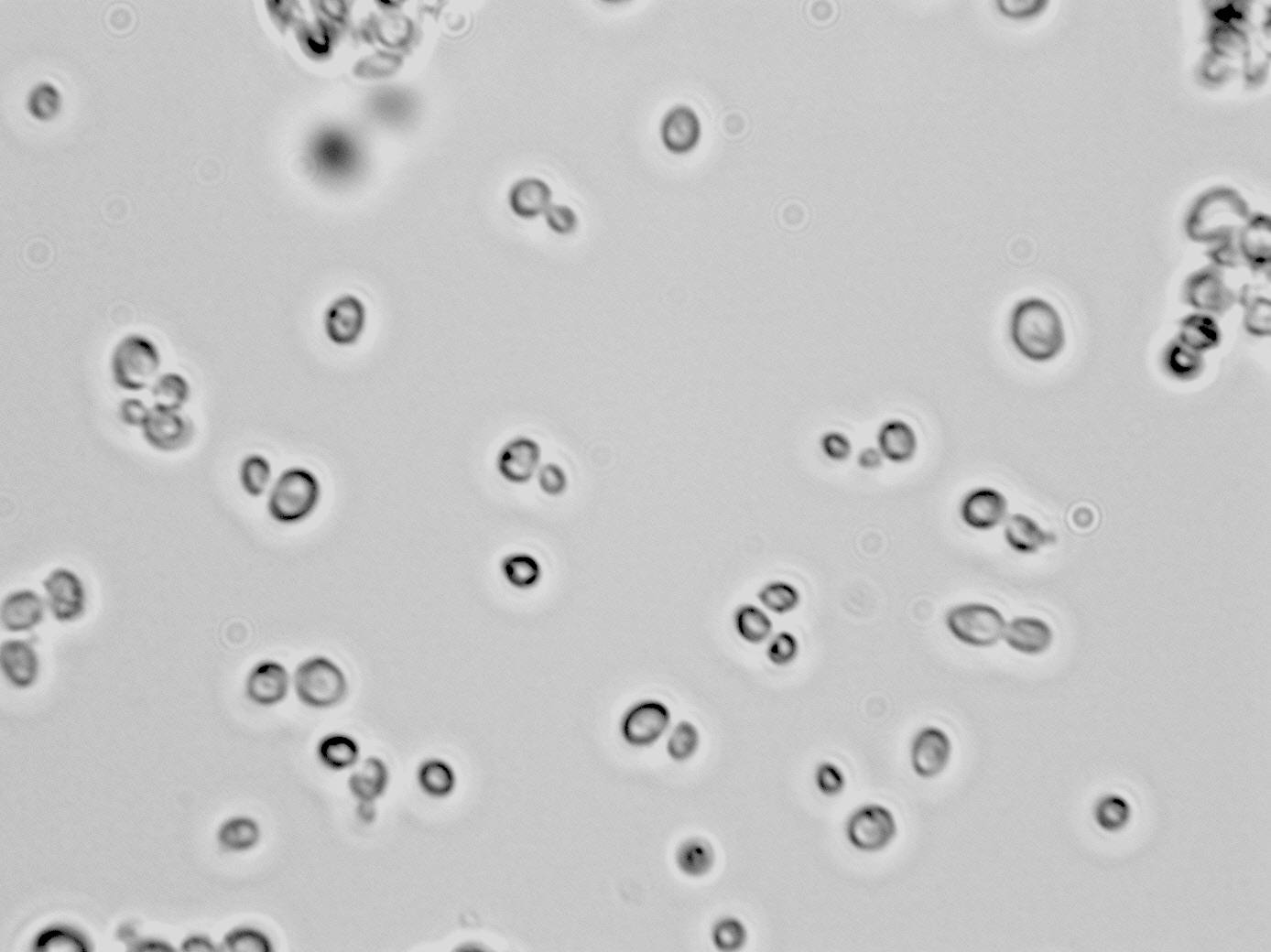 Hansenula anomala