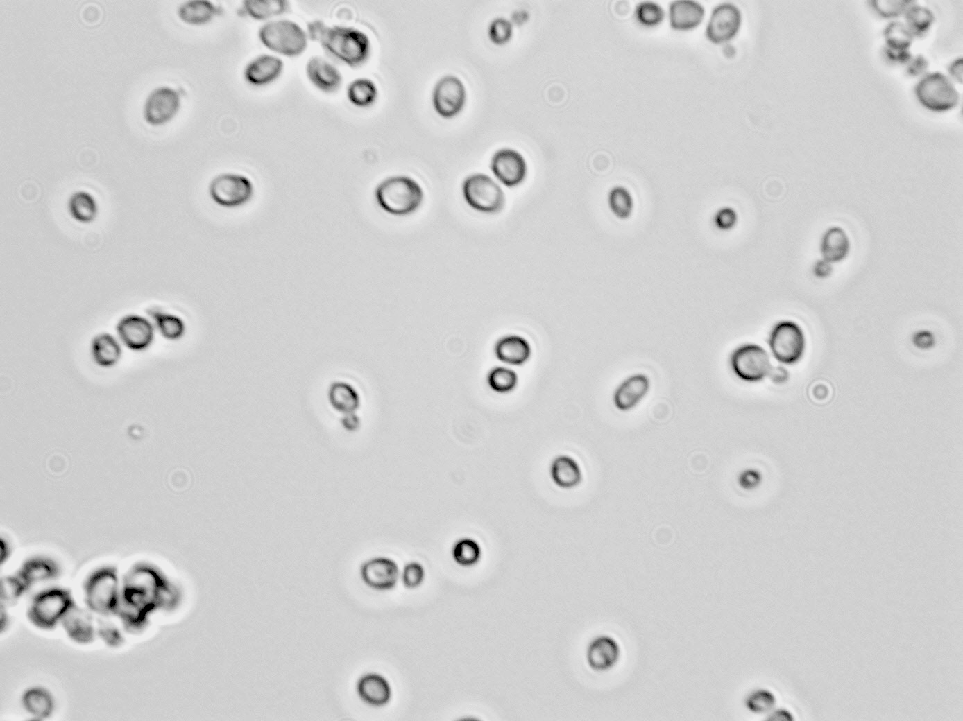 Hansenula anomala