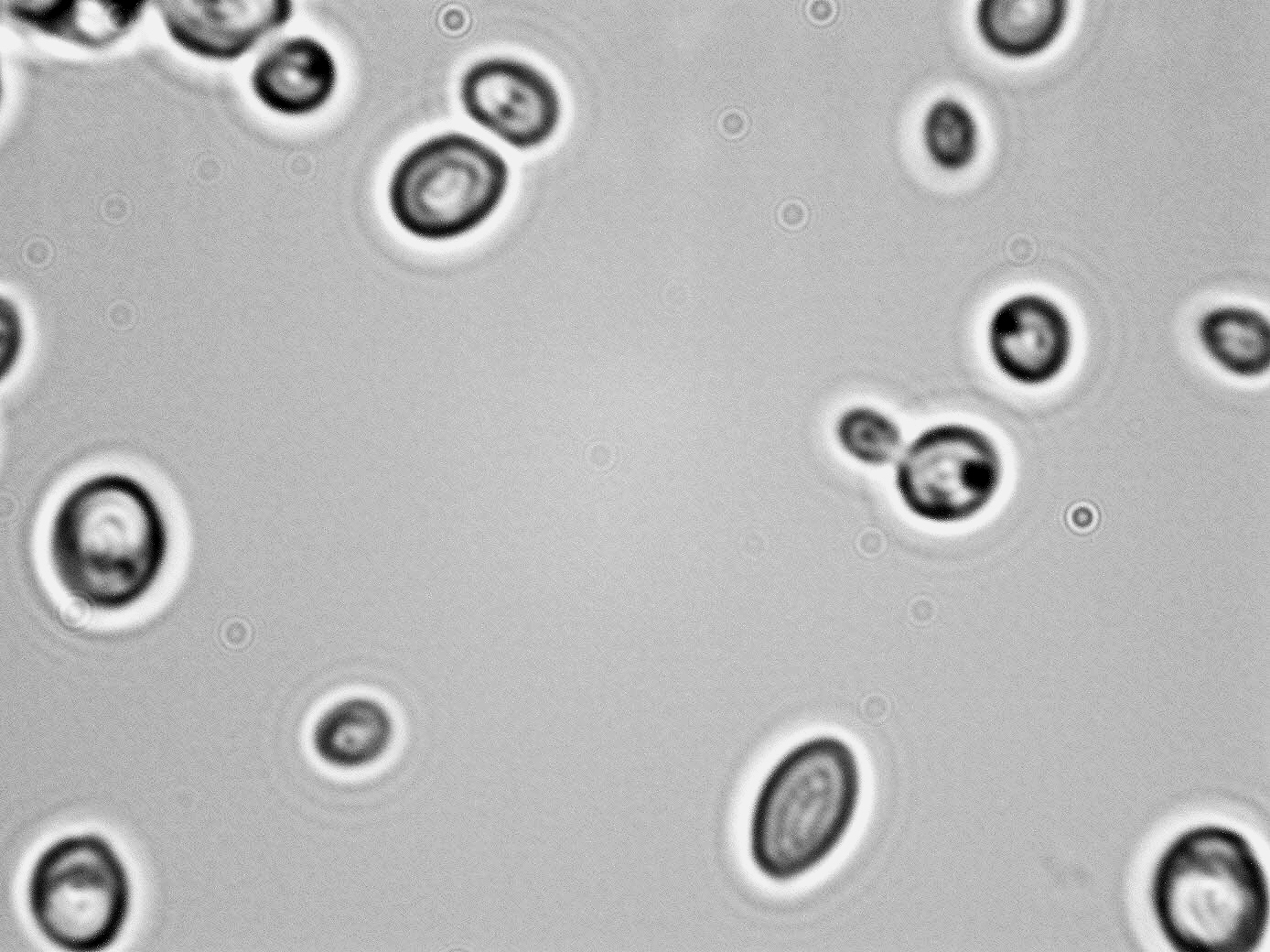 Hansenula anomala