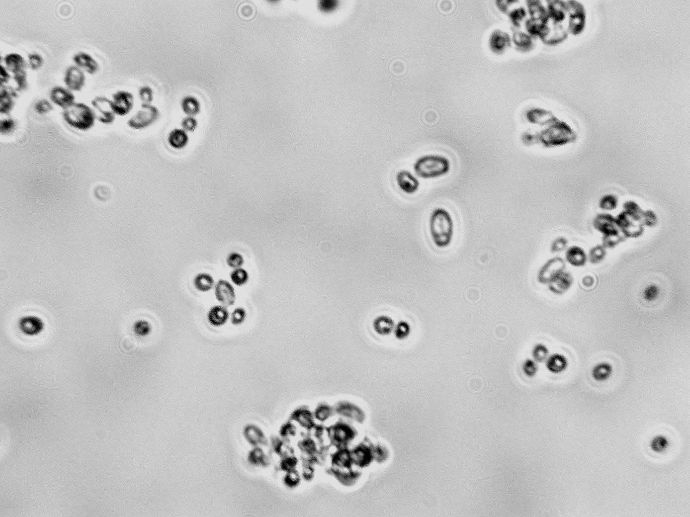 Pichia anomala