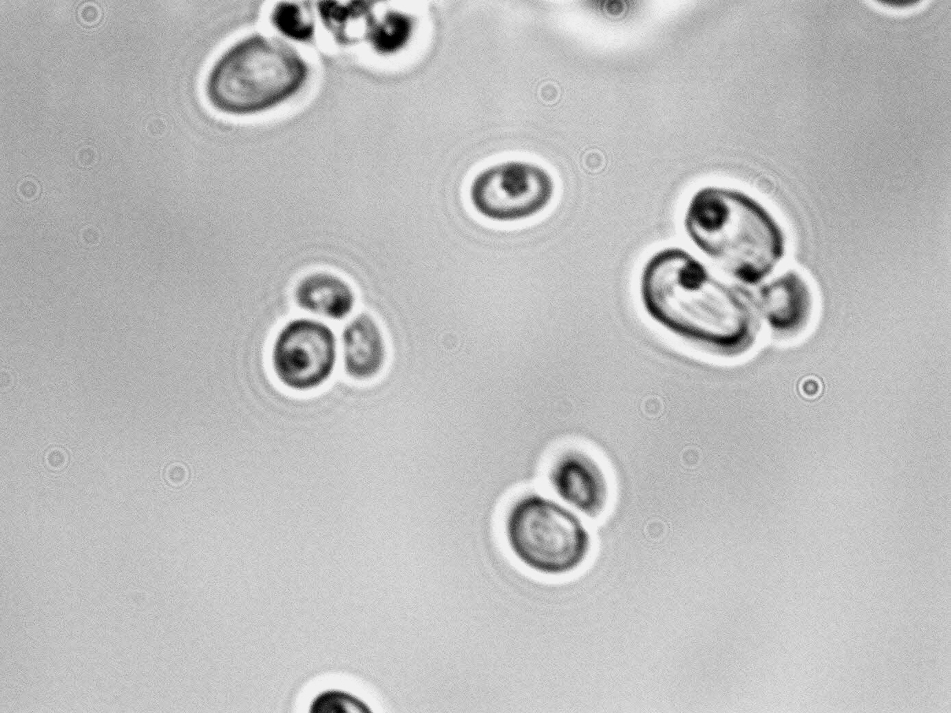 Saccharomyces cerevisiae