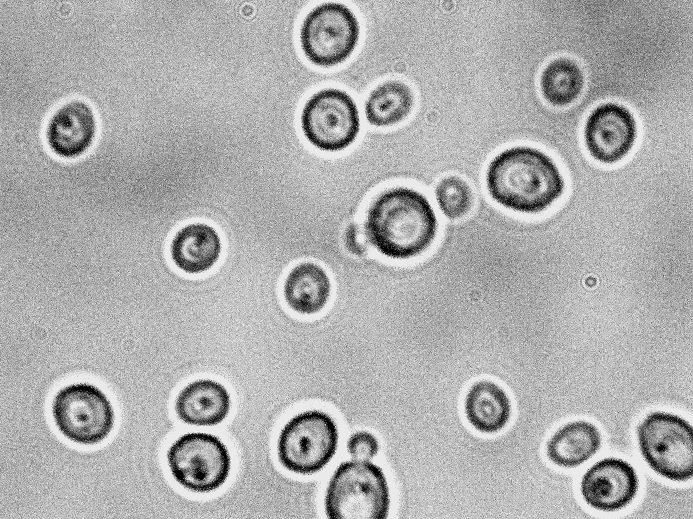 Kluyveromyces thermotolerans