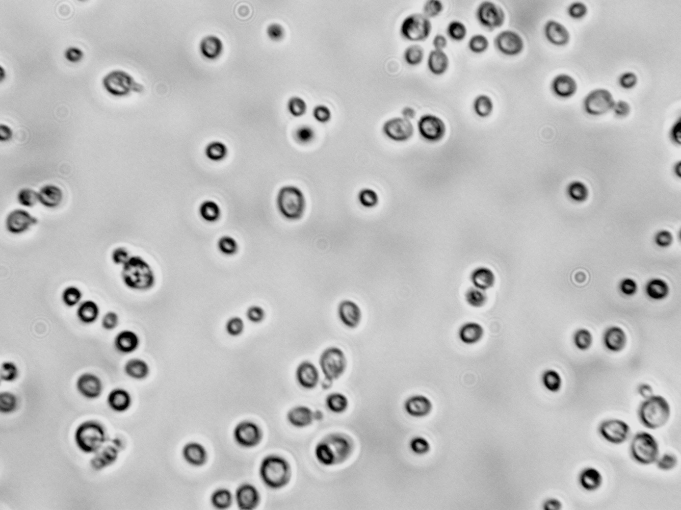 Kluyveromyces thermotolerans