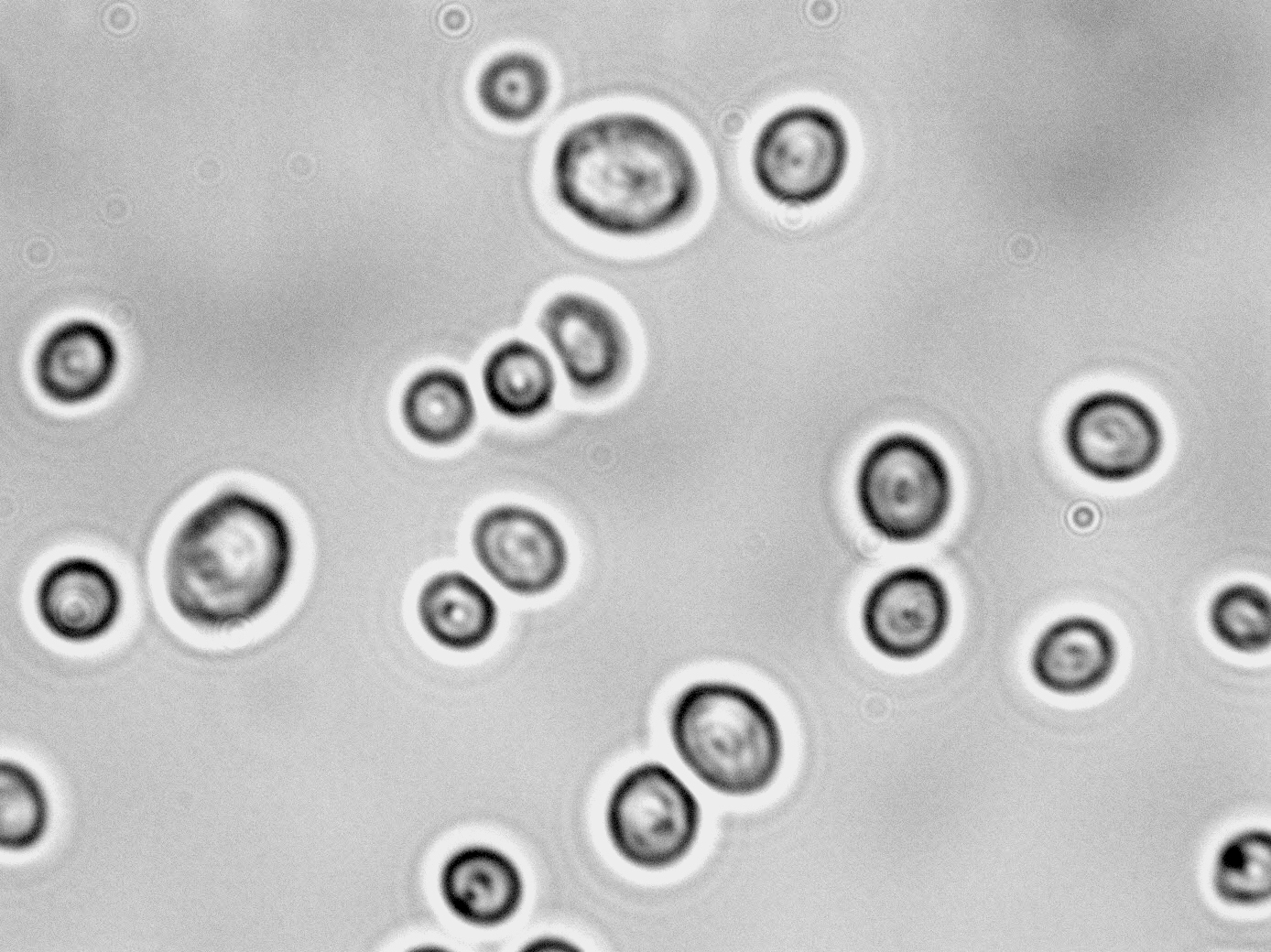 Kluyveromyces thermotolerans