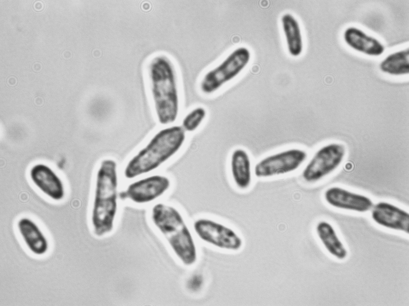 Saccharomyces bayanus