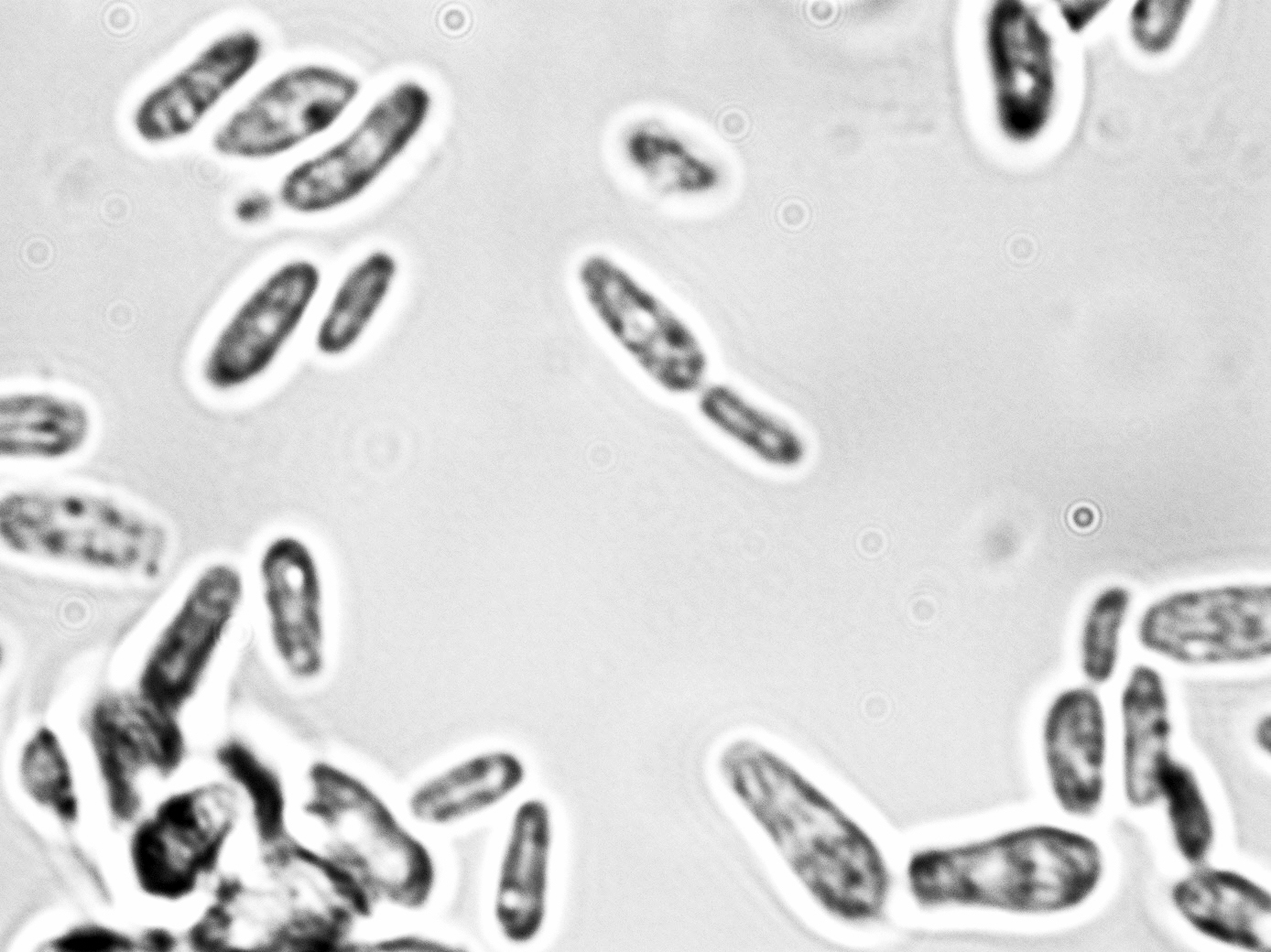 Saccharomyces bayanus