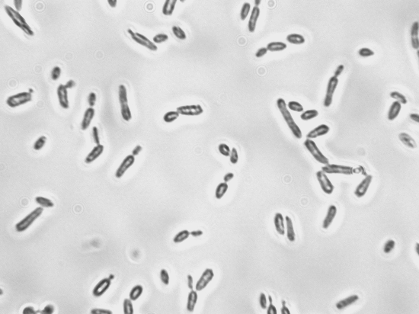 Saccharomyces bayanus
