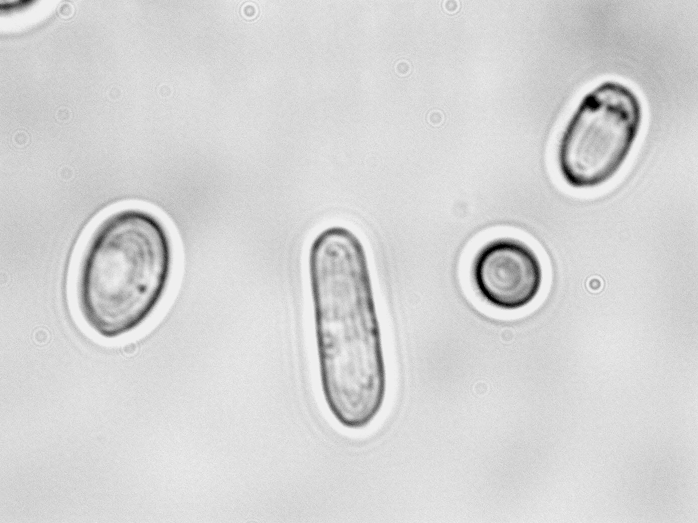 Pichia fermentans