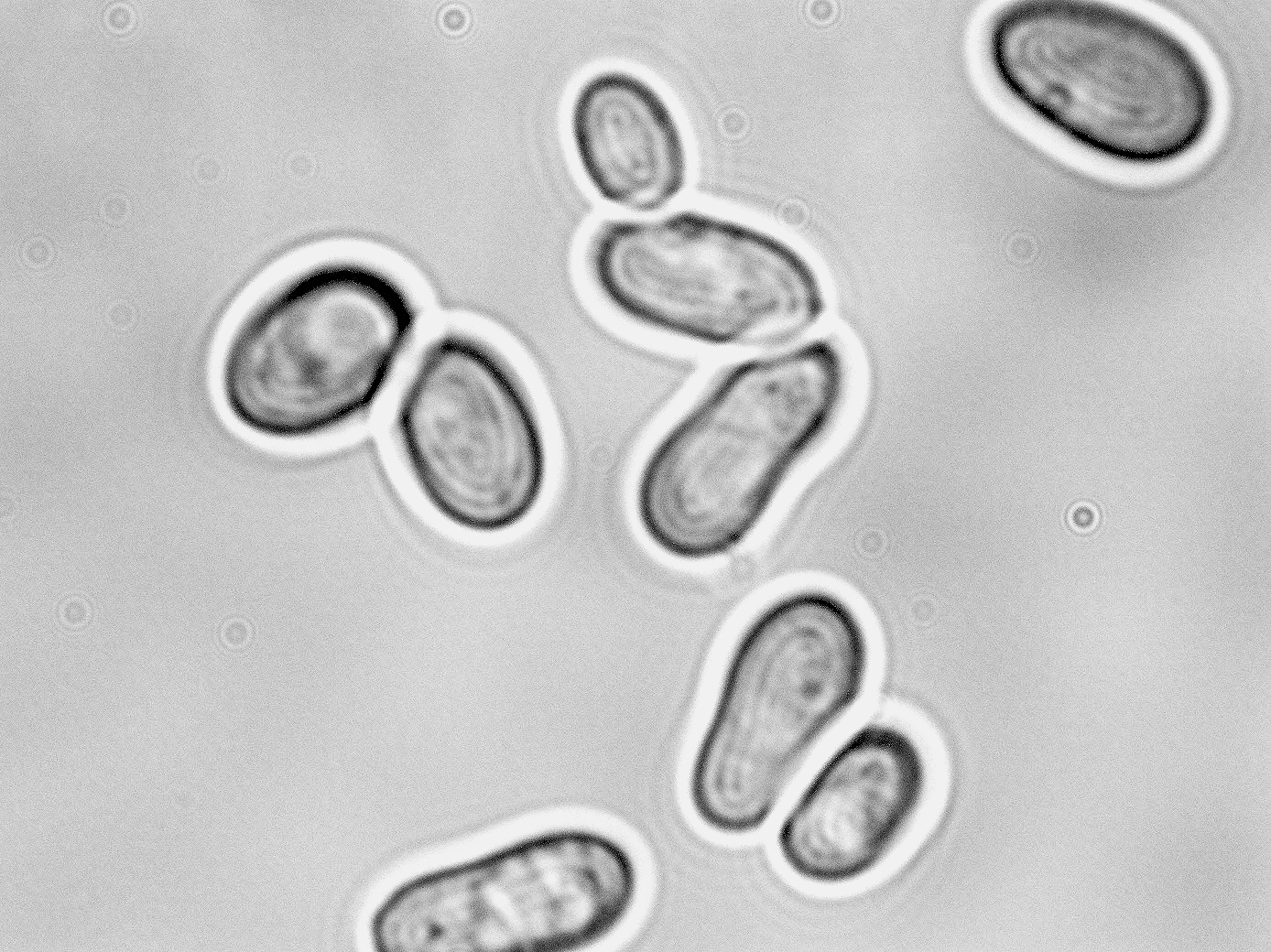 Pichia fermentans
