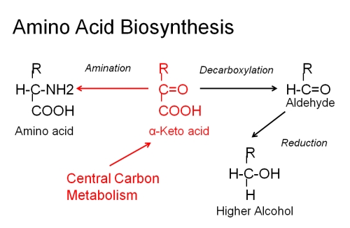 AA biosyn