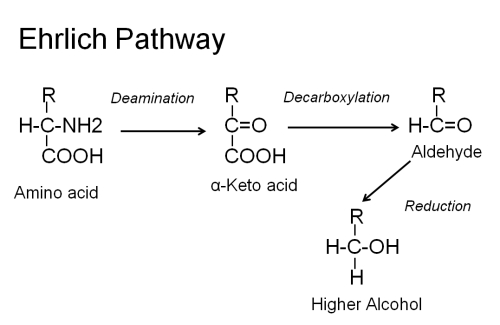Ehrlich pathway