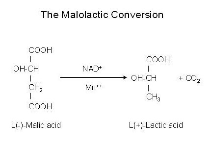 ML conversion