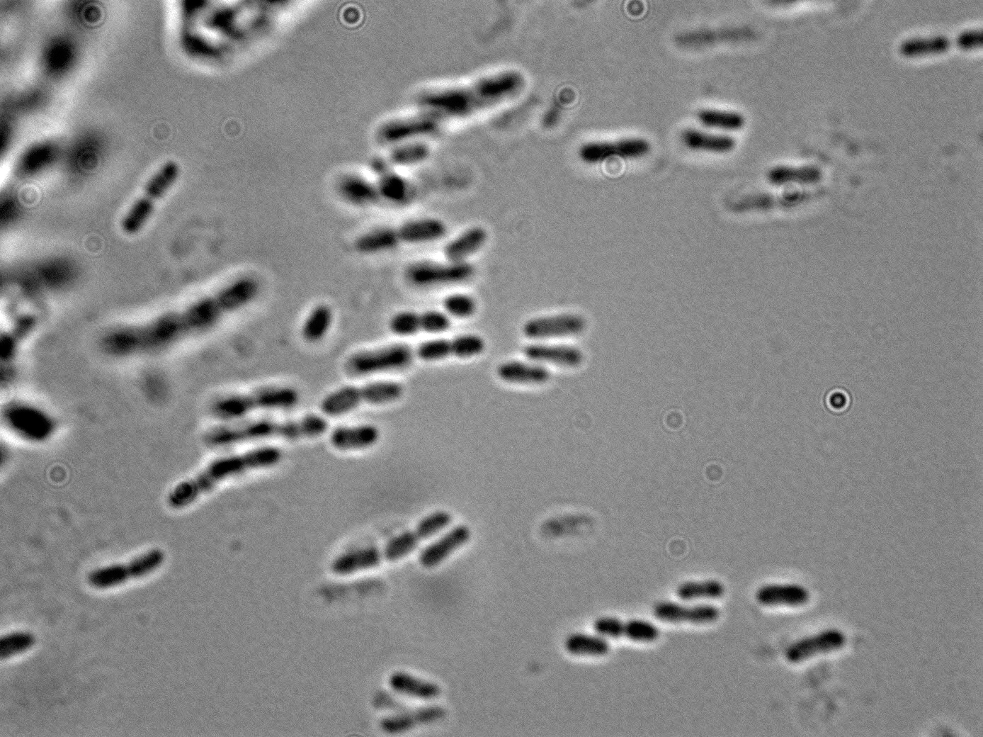 Acetobacter aceti
