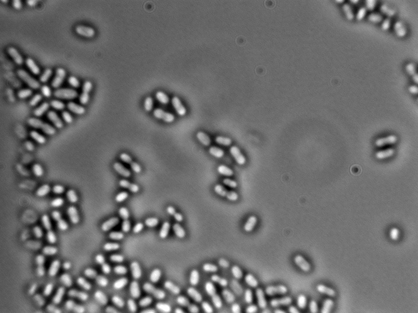Acetobacter malorum