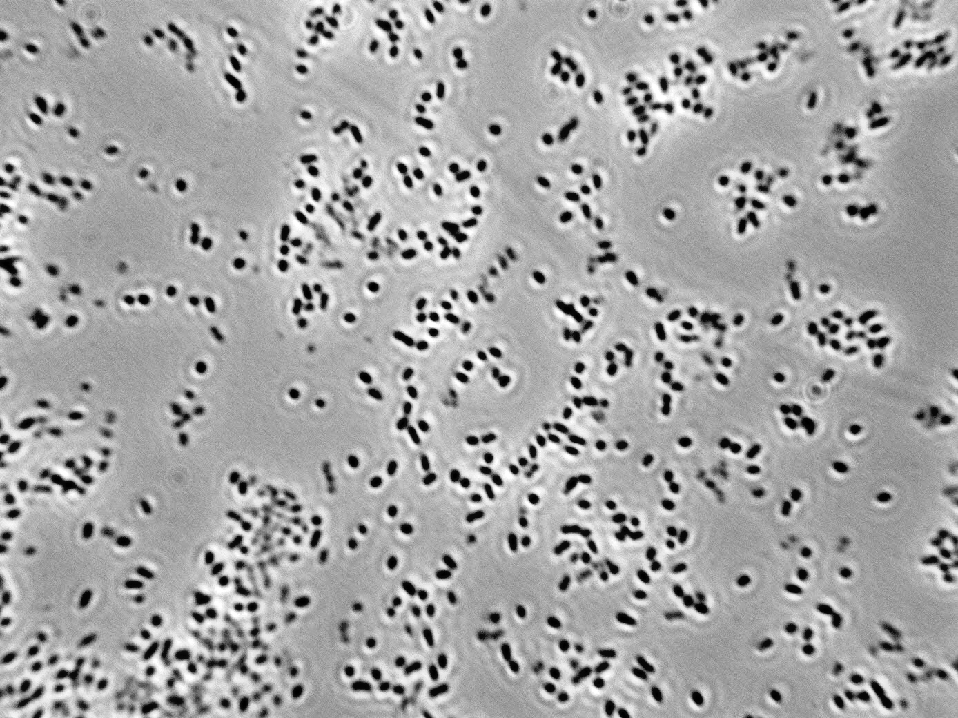Acetobacter pasteurianus