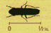 Actual Size