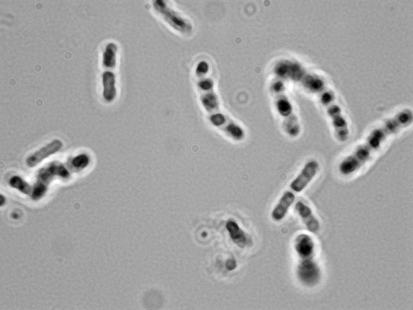 Bacillus sp.