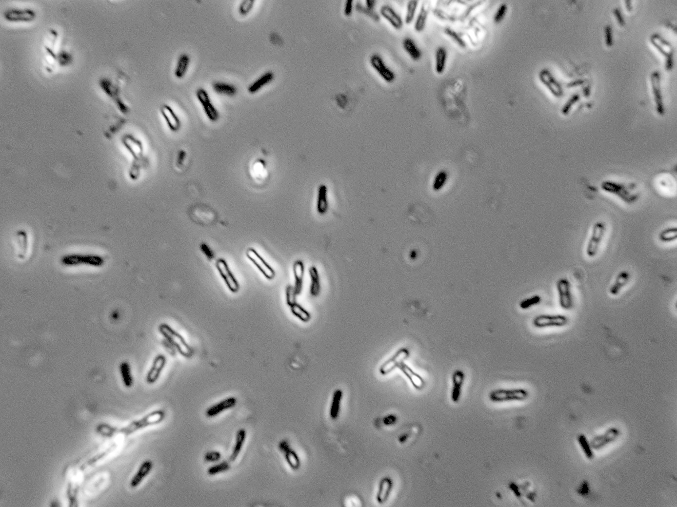 Bacillus sp.