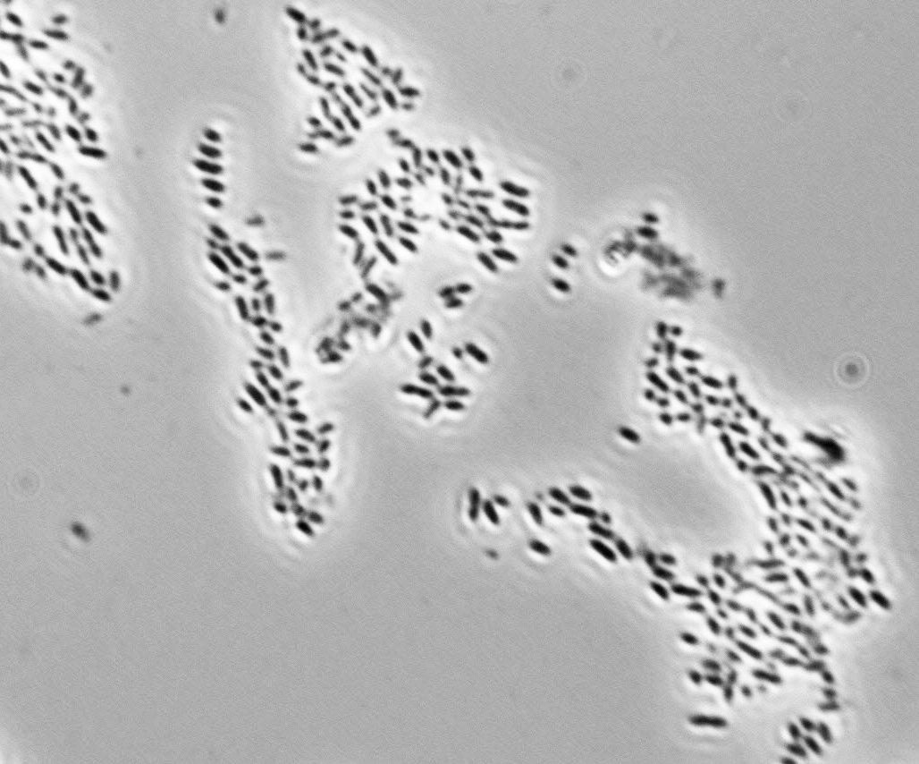 Gluconobacter oxydans