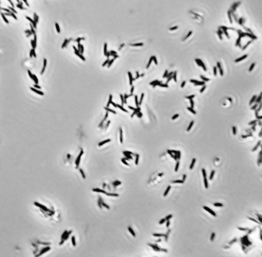 Gluconacetobacter hansenii