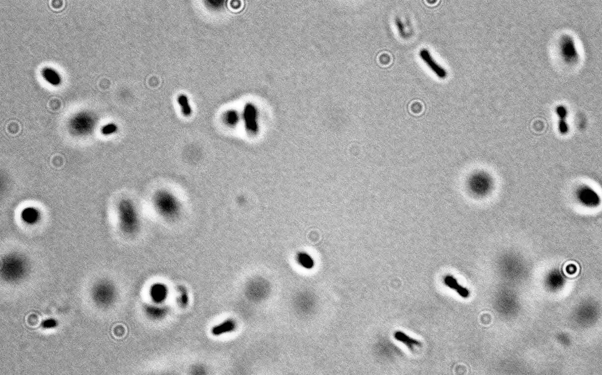 Lactobacillus buchneri