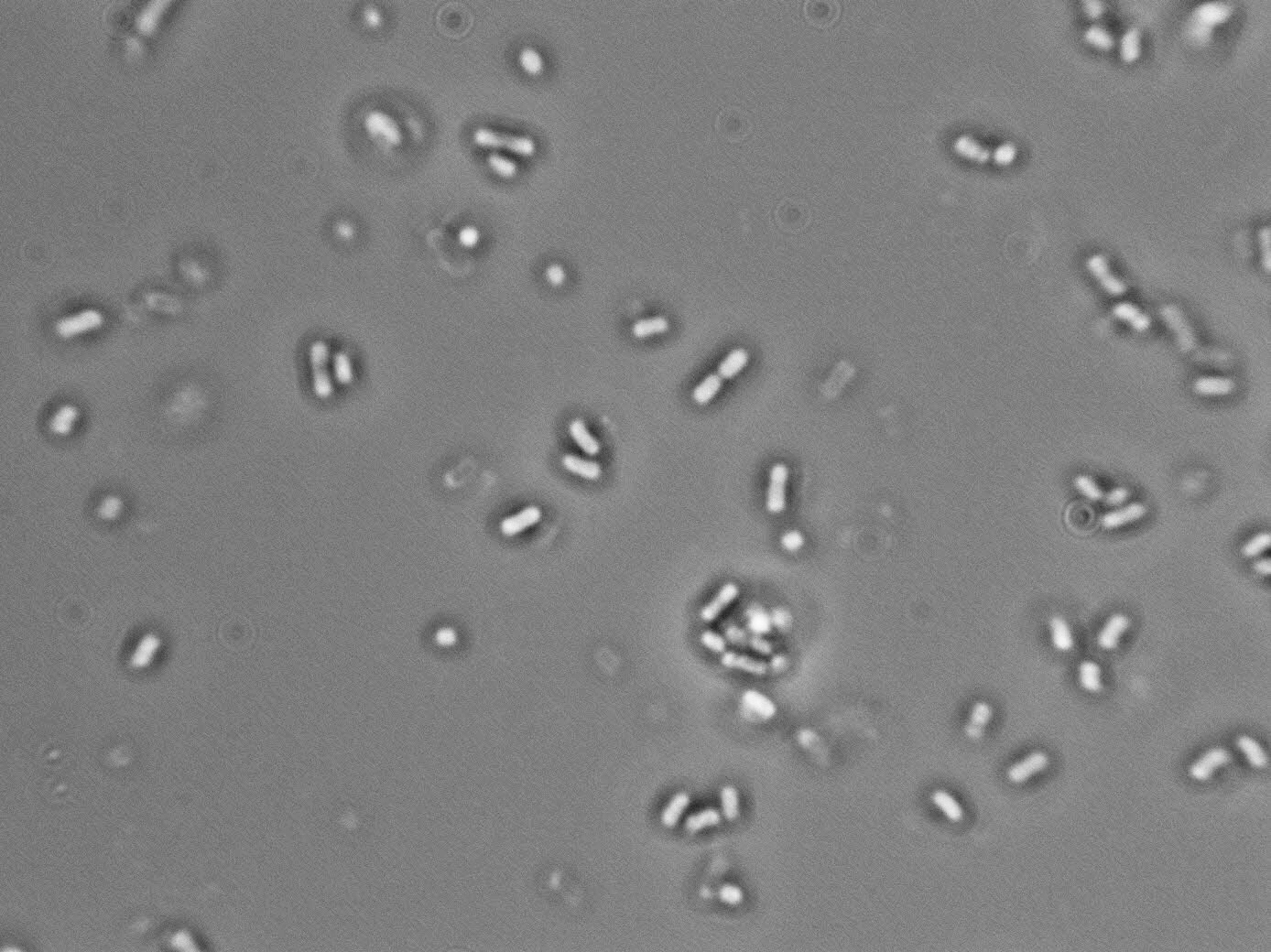Lactobacillus curvatus