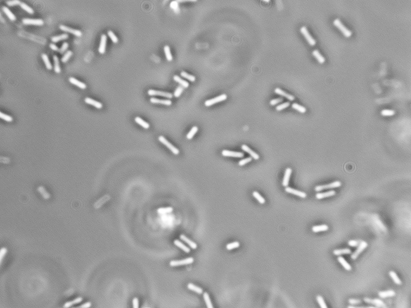 Lactobacillus fermentum